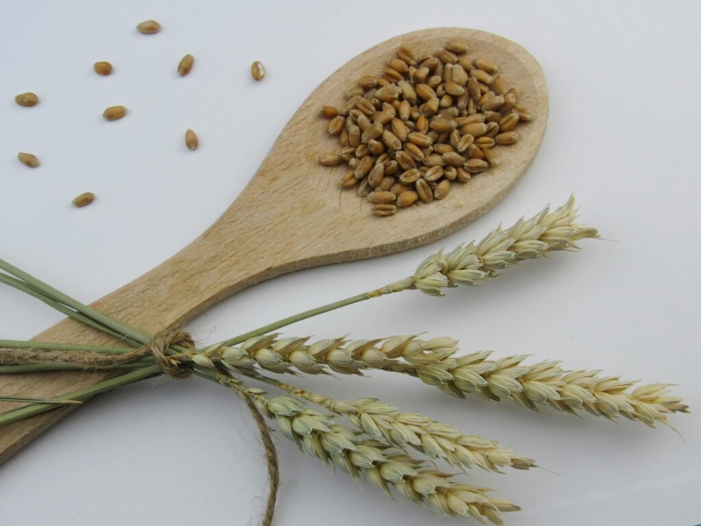 Wooden spoon with wheat grains and stalks on a white background.